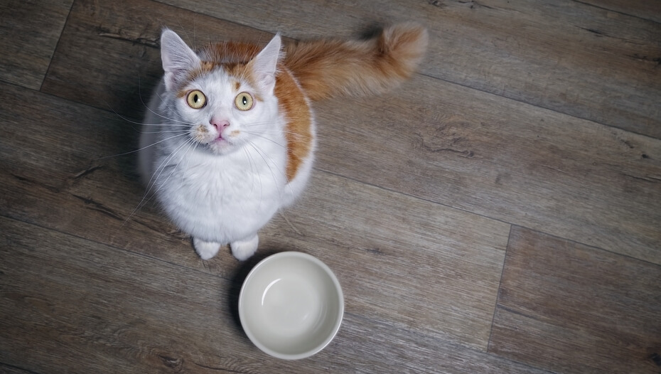 Why Is My Cat Always Hungry? Feeding Advice Purina